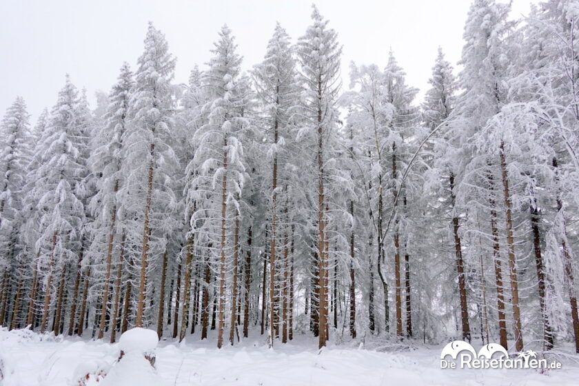 Im Schnee rund um Braunlage 07