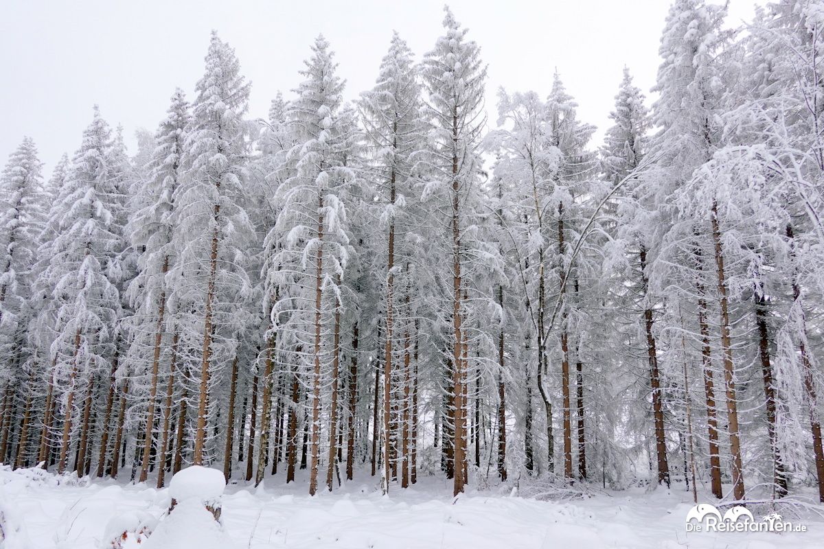 Im Schnee rund um Braunlage 07