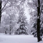 Im verschneiten Kurpark von Braunlage 02