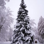 Im verschneiten Kurpark von Braunlage 03