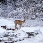 Im verschneiten Kurpark von Braunlage 05