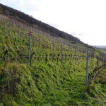 Winterliche Aussicht von der Strahlenburg 09