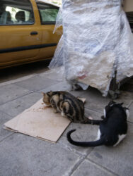 Katzen in Piraeus