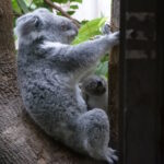 Die Koalas von Duisburg 01