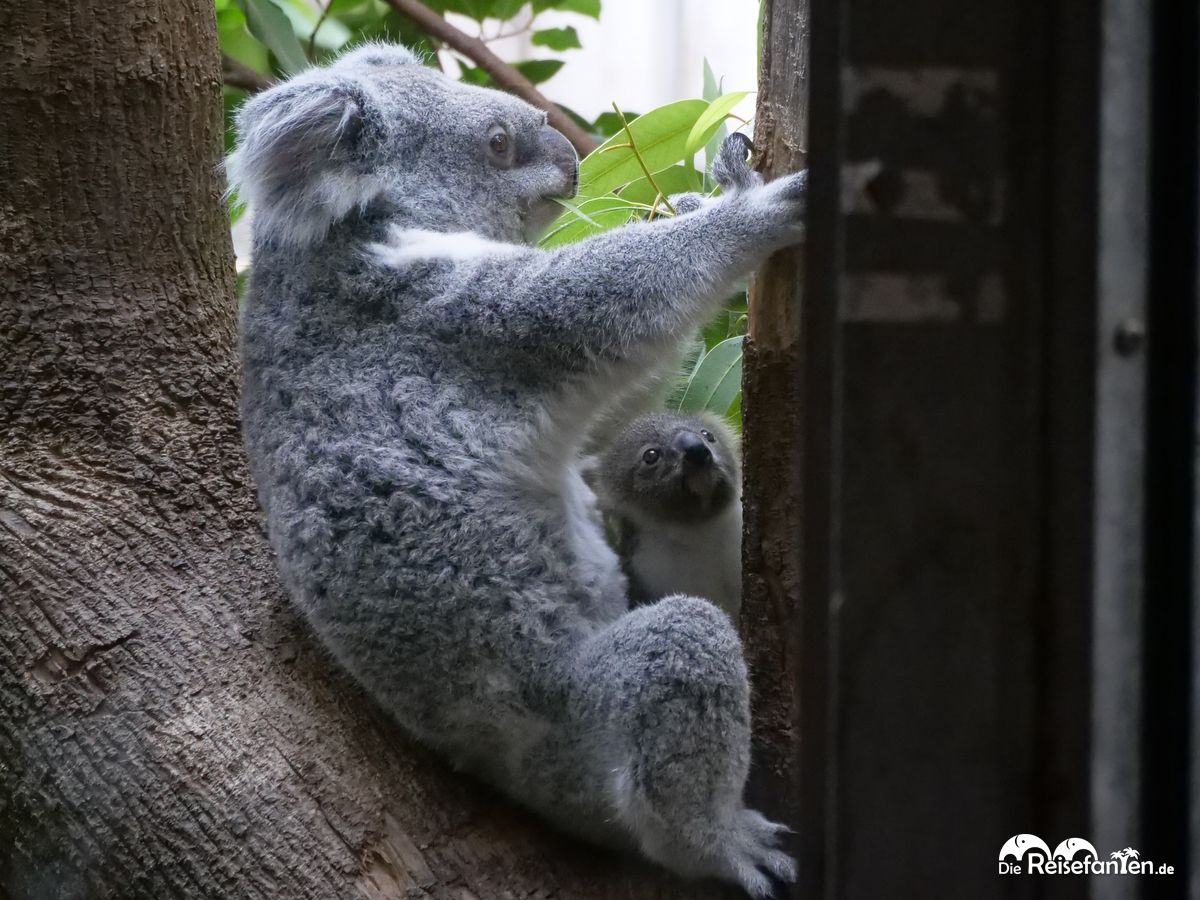 Die Koalas von Duisburg 01