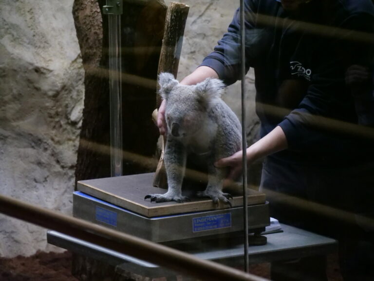 Die Koalas von Duisburg 06