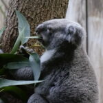 Die Koalas von Duisburg 09