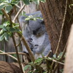 Die Koalas von Duisburg 11