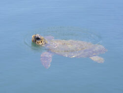 Schildkröte in Argostoli auf Kefalonia 1