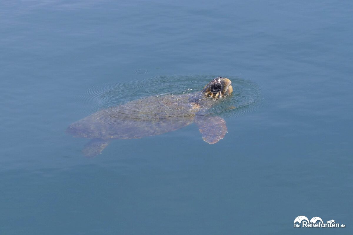 Schildkröte in Argostoli auf Kefalonia 2