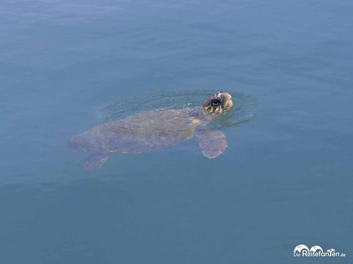 Schildkröte in Argostoli auf Kefalonia 2
