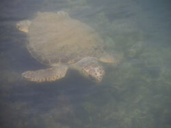 Schildkröte in Argostoli auf Kefalonia 3