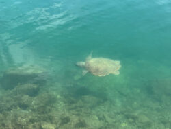 Schildkröte in Argostoli auf Kefalonia 4