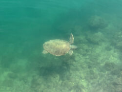 Schildkröte in Argostoli auf Kefalonia 5