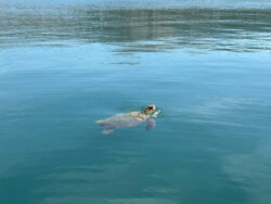 Schildkröte in Argostoli auf Kefalonia 6