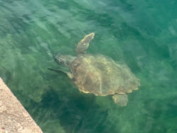 Schildkröte in Argostoli auf Kefalonia 7