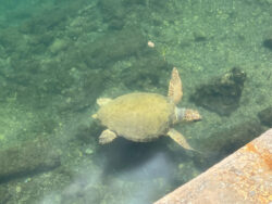 Schildkröte in Argostoli auf Kefalonia 8