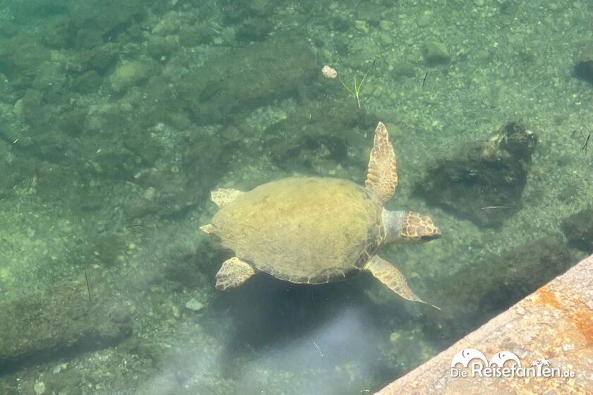 Schildkröte in Argostoli auf Kefalonia 8