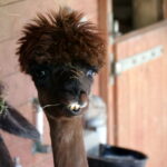 Viele Tiere in Duisburg 02