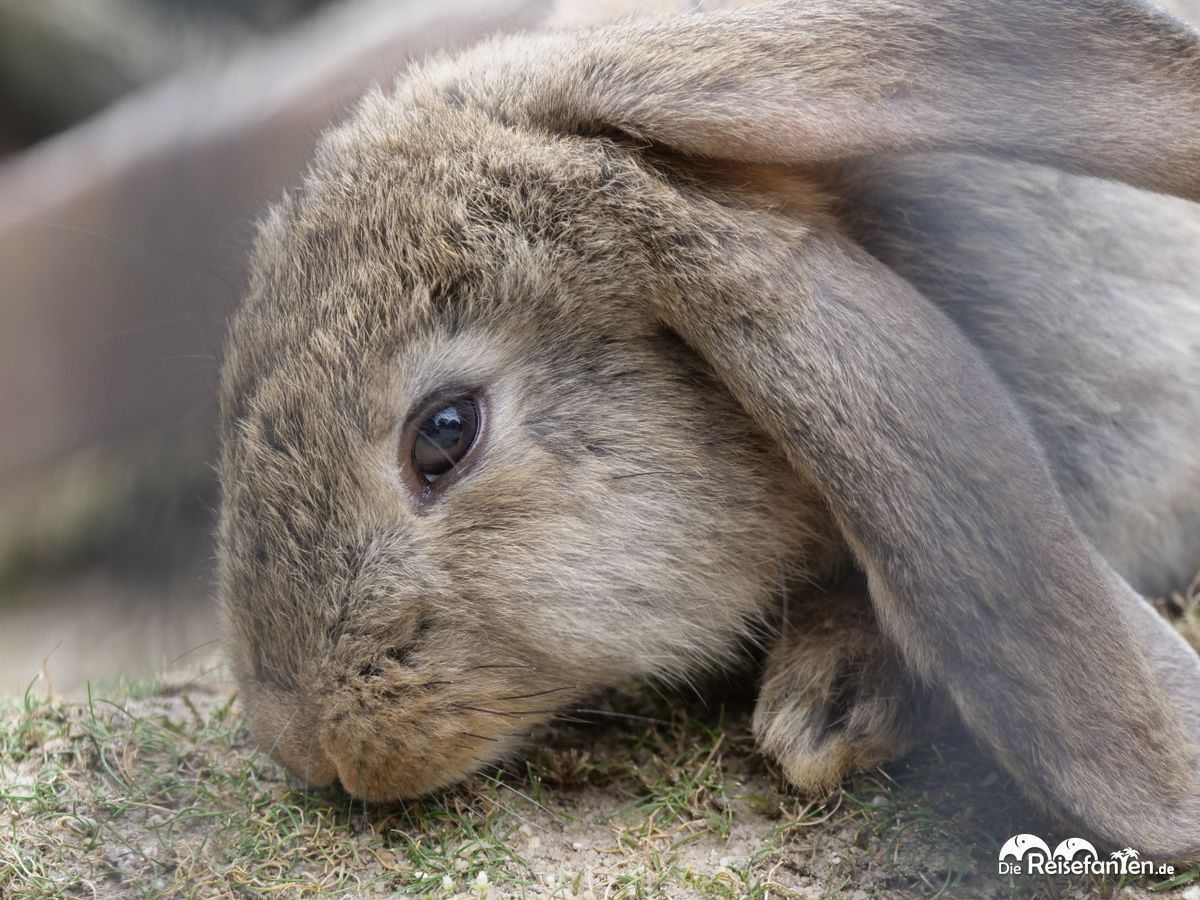 Viele Tiere in Duisburg 03