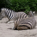 Viele Tiere in Duisburg 04