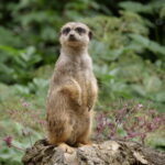 Viele Tiere in Duisburg 05