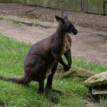 Viele Tiere in Duisburg 06