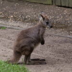 Viele Tiere in Duisburg 07