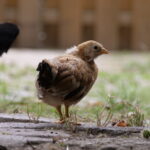 Viele Tiere in Duisburg 08