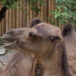 Viele Tiere in Duisburg 09