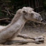 Viele Tiere in Duisburg 10