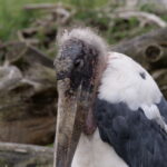 Viele Tiere in Duisburg 13