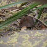 Viele Tiere in Duisburg 18
