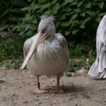 Viele Tiere in Duisburg 19