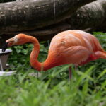 Viele Tiere in Duisburg 20