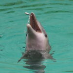 Viele Tiere in Duisburg 26