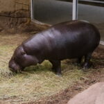 Viele Tiere in Duisburg 28