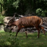 Viele Tiere in Duisburg 29