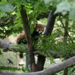 Viele Tiere in Duisburg 30