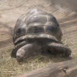 Viele Tiere in Duisburg 31