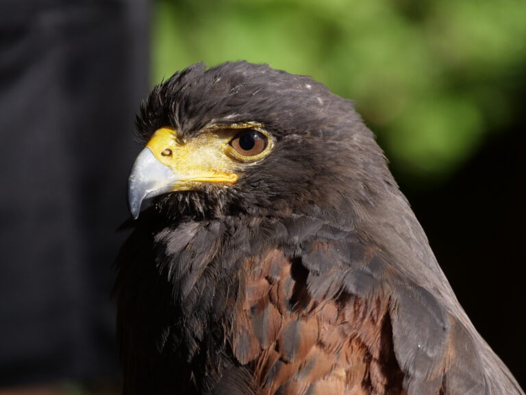 Zu Besuch im Capilano Suspension Bridge Park 21