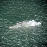 Mit dem Schiff im Tracy Arm Fjord 20