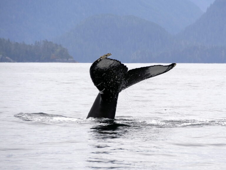 Mit der Sea Piper zu Walen und Robben in Sitka 03