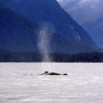 Mit der Sea Piper zu Walen und Robben in Sitka 04