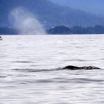 Mit der Sea Piper zu Walen und Robben in Sitka 05