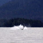 Mit der Sea Piper zu Walen und Robben in Sitka 06