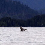 Mit der Sea Piper zu Walen und Robben in Sitka 07