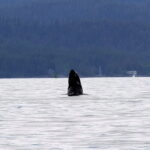 Mit der Sea Piper zu Walen und Robben in Sitka 09