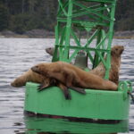 Mit der Sea Piper zu Walen und Robben in Sitka 11