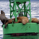 Mit der Sea Piper zu Walen und Robben in Sitka 12